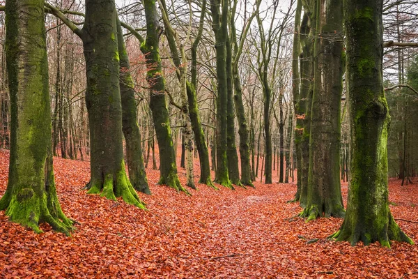 Callejón de haya en un día de invierno en el parque Mariendaal, Países Bajos — Foto de Stock