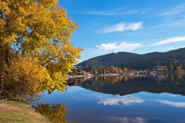 Sarı kavak Titisee sahil göl güneşli sonbahar gün, Almanya
