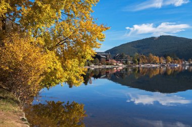 Sarı kavak Titisee sahil göl güneşli sonbahar gün, Almanya