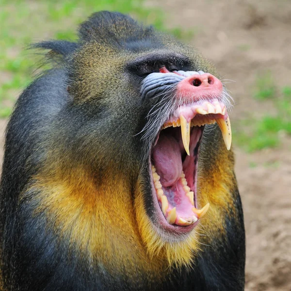 Portret van de gapende volwassen mannelijke Mandril, Nederland — Stockfoto