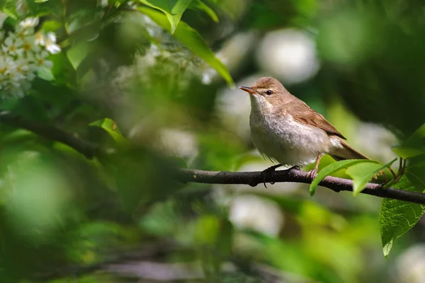 シベリアヨシキリ春、ロシアの鳥桜の枝の肖像画 — ストック写真