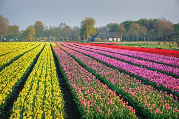 Våren fält flerfärgad tulpaner i Nederländerna — Stockfoto