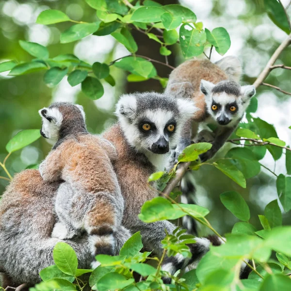 Retrato de lemur katta (Lemur catta) em uma árvore com dois filhotes — Fotografia de Stock