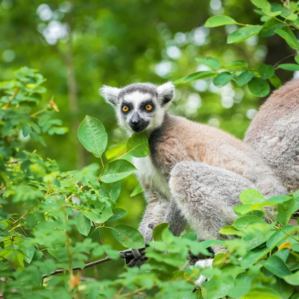Portrait d'un jeune lémurien katta sur un arbre — Photo