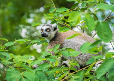 Bir ağaç üzerinde bir genç lemur katta (Lemur catta) portresi 
