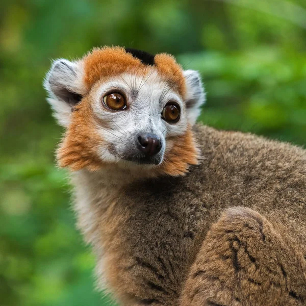 Ritratto di un lemure adulto incoronato (Eulemur coronatus ) — Foto Stock