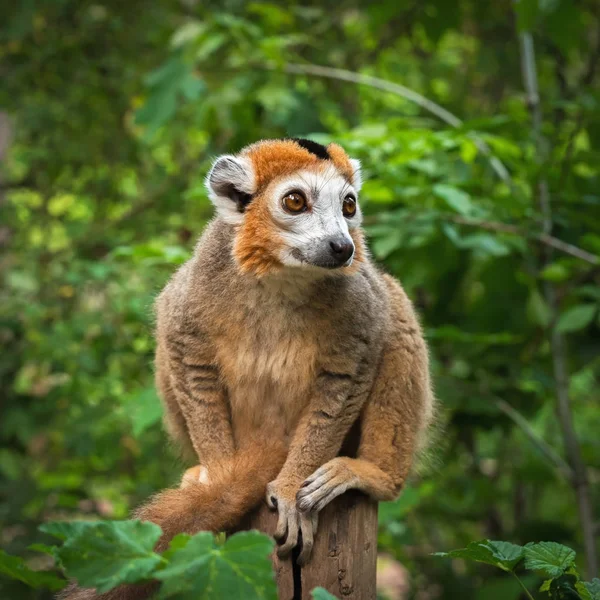 Homem adulto coroado lémure (Eulemur coronatus) senta-se em um poste de madeira — Fotografia de Stock