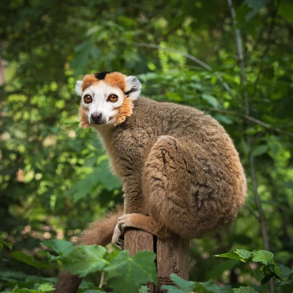 Portret av en vuxen hane krönt lemur (Eulemur coronatus) placeringen på ett trä inlägg Stockbild