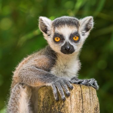 Portrait of a cub of lemur katta clipart