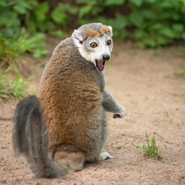 Potret lemur bermahkota wanita dewasa (Eulemur coronatus ) — Stok Foto