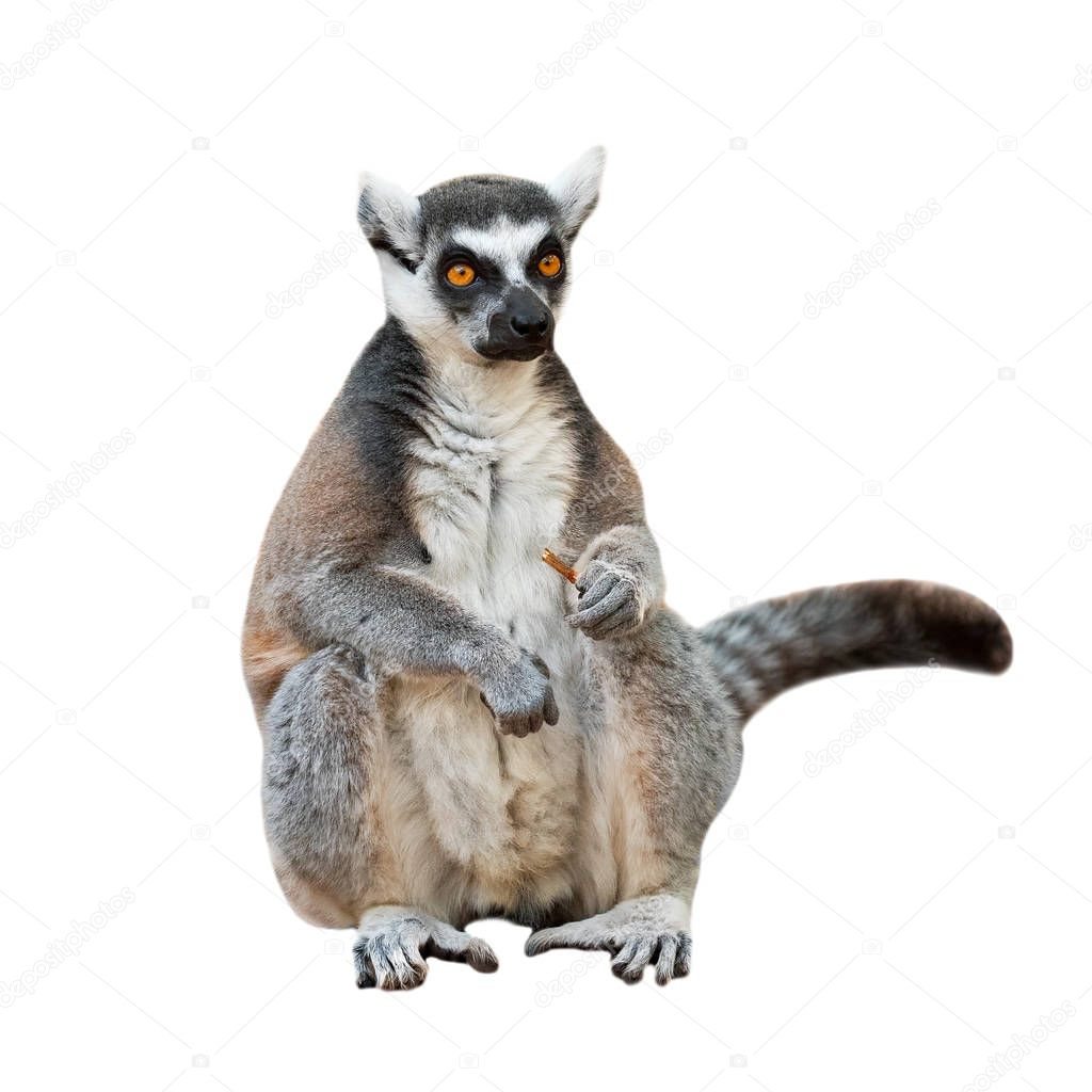 Portrait of an adult male of lemur katta on white background