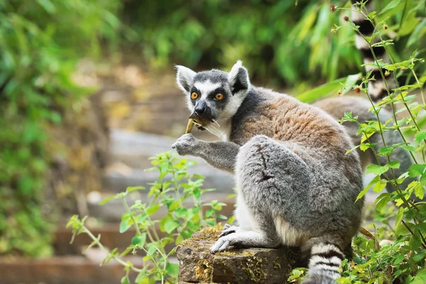 Adult lemur katta sits on the footway and eats bamboo — Stock Photo, Image