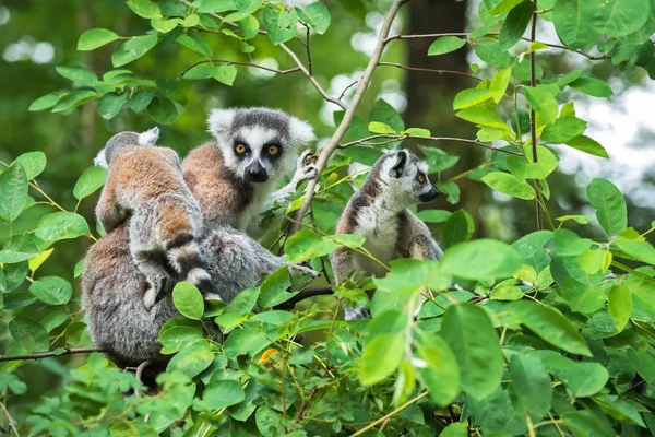 Portrait of adult lemur katta (Lemur catta) on a tree with two cubs — Stock Photo, Image