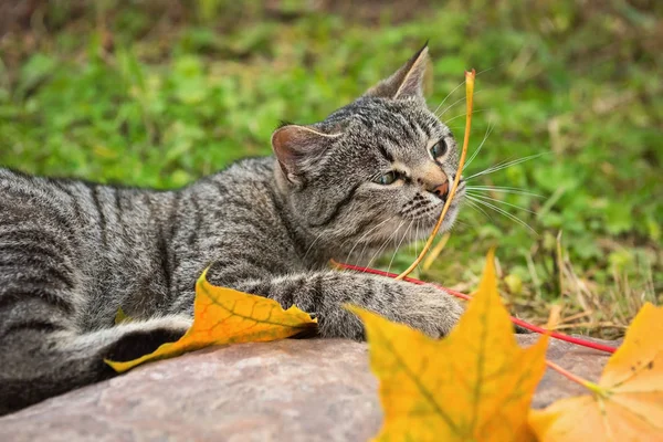Ung katt leker med höstlöv — Stockfoto