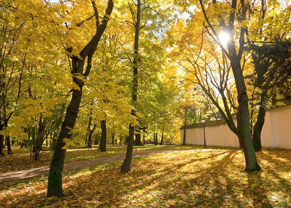 Autumn park with yellow maples and fallen leaves — Stock Photo, Image