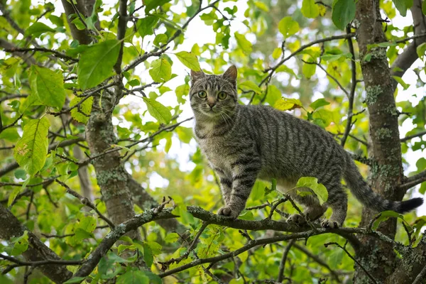 Ung tiger färg katt klättrade högt på äppelträd, Ryssland — Stockfoto