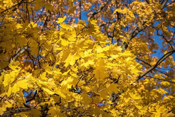 Yellow maple leaves on a sunny autumn day — Stock Photo, Image