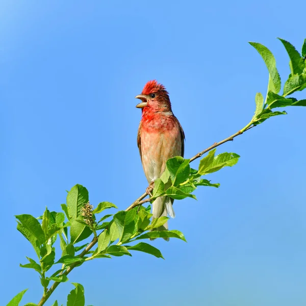 Porträt eines singenden Rosenfinkenmännchens im Brutgefieder — Stockfoto