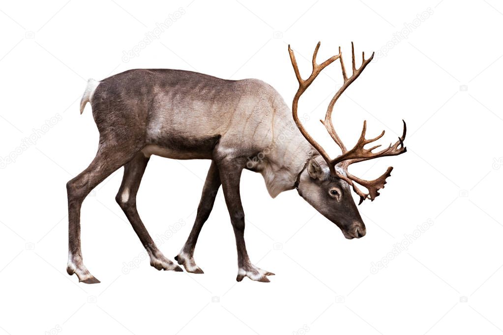 Portrait of an adult reindeer on a white background