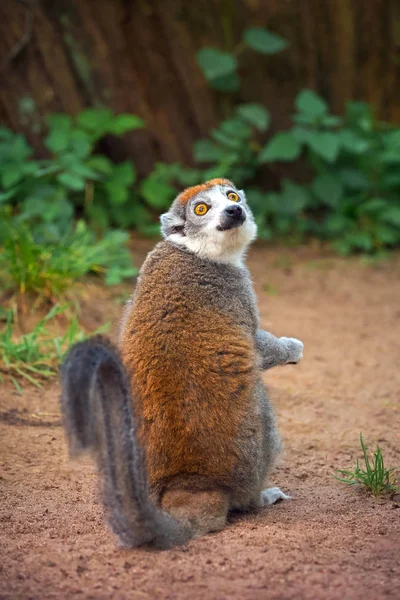 Portret는 남자의 바닥에 원숭이 Eulemur Coronatus — 스톡 사진