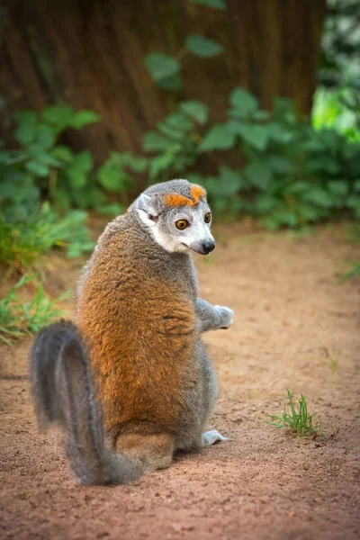 Volwassen man gekroond lemur (Eulemur coronatus) zittend op de grond — Stockfoto