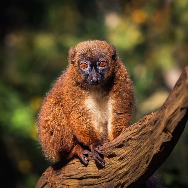 Portret van volwassen vrouwelijke rode-bellied lemur op een boom — Stockfoto