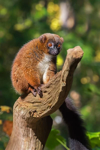 Lémurien à ventre rouge femelle adulte sur un arbre — Photo