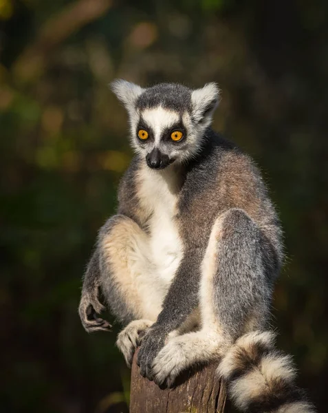 Porträt eines erwachsenen männlichen Lemurenkattas — Stockfoto