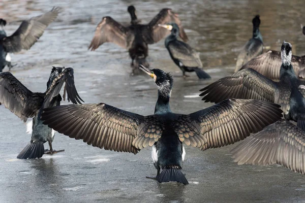 Cormoranes (Phalacrocorax carbo) secan sus alas y descansan sobre hielo, Holanda — Foto de Stock