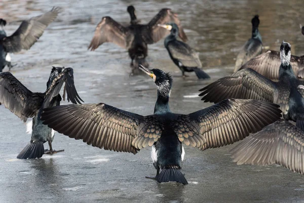 Kormorany (Phalacrocorax carbo) suche ich skrzydła i odpoczynku na lodzie, Holandia — Zdjęcie stockowe