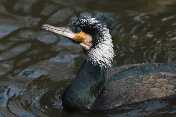 Portrait of an adult great cormorant , The Netherlands — Stock Photo, Image