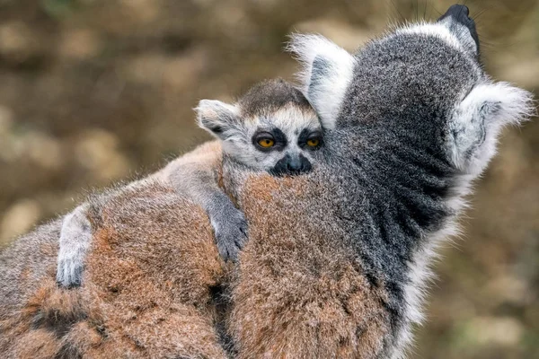 Cub katta lémurien sur le dos des mères — Photo