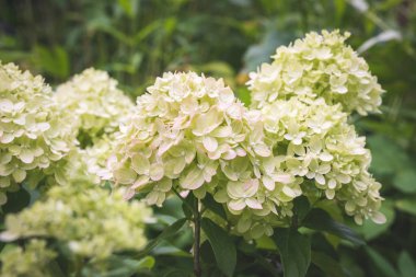 Ortanca, pembe ve yeşil renkli büyük beyaz çiçek başlıkları.