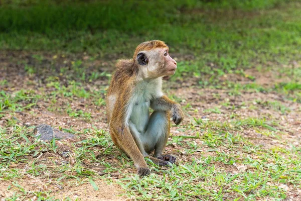 Profil portrait of  toque macaque ( Macaca sinica) sitting on the ground — Stock Photo, Image