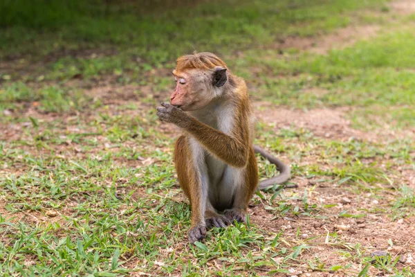 Profil portrait of  toque macaque (Macaca sinica) sitting on the ground with closed eyes — Stock Photo, Image