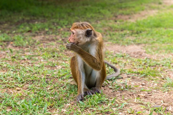 Profil portrait of  toque macaque (Macaca sinica) sitting on the ground and eating grass — Stock Photo, Image