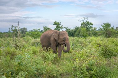 Yetişkin bir Seylan filinin portresi, Sri Lanka 