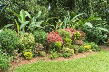 Çeşitli tropikal bitkilerin doğal arka planı