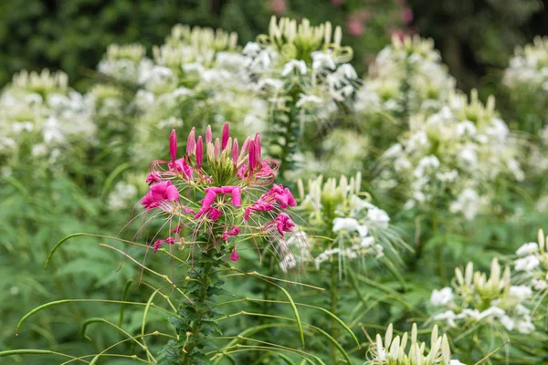 Fond naturel avec des fleurs tropicales blanches et roses . — Photo