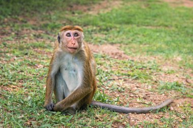 Genç dişi Toque macaque (Macaca sinica) yukarı bakar