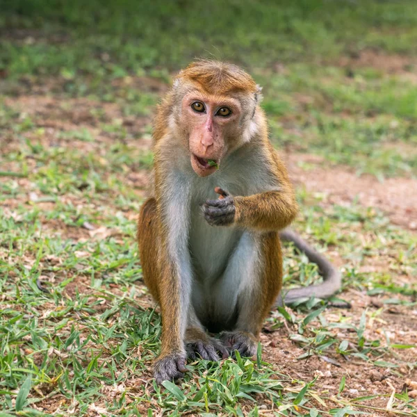 Young female Toque macaque  (Macaca sinica) eating grass — Stock Photo, Image