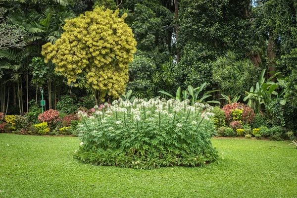 Natuurlijke achtergrond met tropische planten Rechtenvrije Stockafbeeldingen