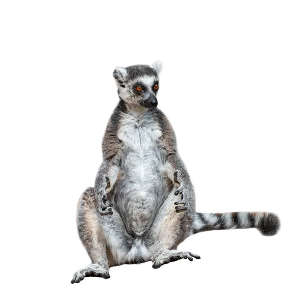 Banho de sol adulto lemur catta masculino em um fundo branco — Fotografia de Stock