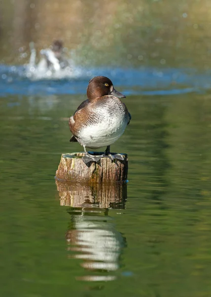 Volwassen Vrouwelijke Getufte Eend Rustend Kolom — Stockfoto