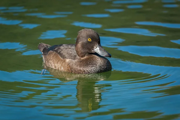 Porträt Einer Erwachsenen Weiblichen Tufted Ente Die Wasser Schwimmt — Stockfoto