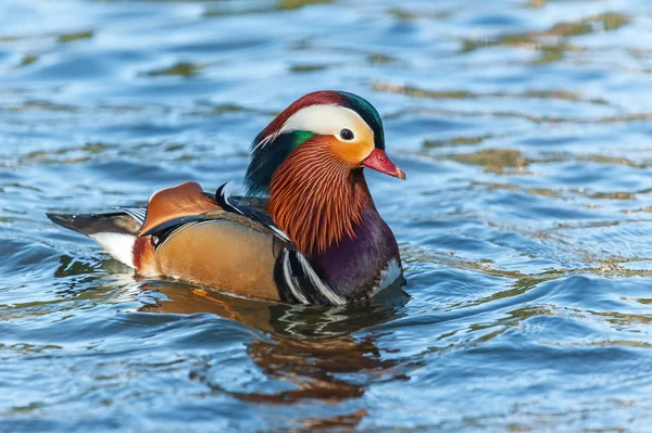 Portrait Canard Mandarin Adulte Flottant Dans Eau Photo De Stock