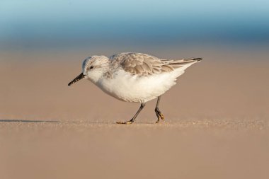 Yetişkin zımparalama (Calidris alba) kumsalda yürüyor