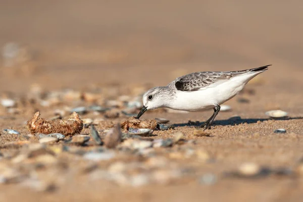 Adult Sanderling Calidris Alba Sandy Beach Looking Food — Stock Photo, Image