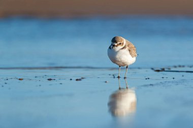 Kış elbisesi giymiş, suda yansıyan yetişkin bir kentilerin portresi.