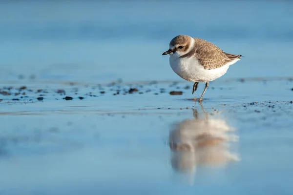 Portrait Adult Kentish Plover Charadrius Alexandrinus Winter Dress Reflection Water — Stock Photo, Image